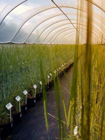 New study could sew seeds of change for barley