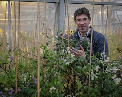 Tatties gone? Scientists discover wild potatoes key for stronger spuds