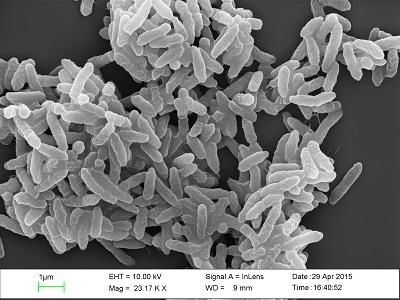 Dundee Microbiologist awarded UKRI Fellowship to fight antibiotic resistance