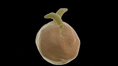 An artist's rendering of Cryptosporidium parasites (yellow) hatching out of their shell (orange)- credit Harry Duncan.jpg